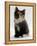 Domestic Cat, 9-Week Non-Pedigree Longhair Tortoiseshell-And-White Kitten-Jane Burton-Framed Premier Image Canvas