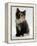 Domestic Cat, 9-Week Non-Pedigree Longhair Tortoiseshell-And-White Kitten-Jane Burton-Framed Premier Image Canvas