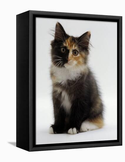Domestic Cat, 9-Week Non-Pedigree Longhair Tortoiseshell-And-White Kitten-Jane Burton-Framed Premier Image Canvas