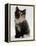 Domestic Cat, 9-Week Non-Pedigree Longhair Tortoiseshell-And-White Kitten-Jane Burton-Framed Premier Image Canvas