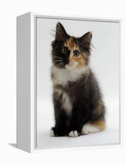 Domestic Cat, 9-Week Non-Pedigree Longhair Tortoiseshell-And-White Kitten-Jane Burton-Framed Premier Image Canvas