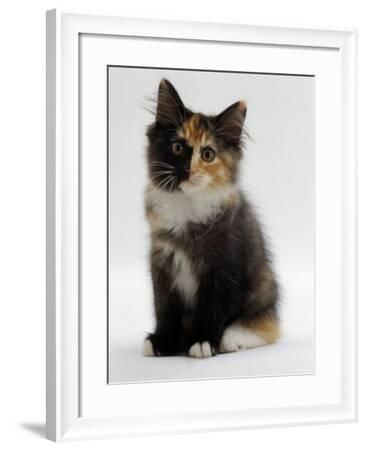 Domestic Cat 9 Week Non Pedigree Longhair Tortoiseshell And White