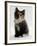 Domestic Cat, 9-Week Non-Pedigree Longhair Tortoiseshell-And-White Kitten-Jane Burton-Framed Photographic Print