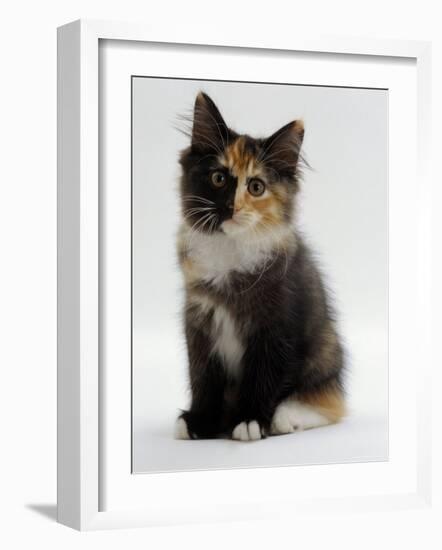 Domestic Cat, 9-Week Non-Pedigree Longhair Tortoiseshell-And-White Kitten-Jane Burton-Framed Photographic Print