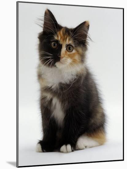 Domestic Cat, 9-Week Non-Pedigree Longhair Tortoiseshell-And-White Kitten-Jane Burton-Mounted Photographic Print
