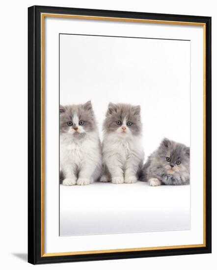 Domestic Cat, 9-Week, Persian-Cross, Lilac Bicolour and Blue Cream Kittens-Jane Burton-Framed Photographic Print