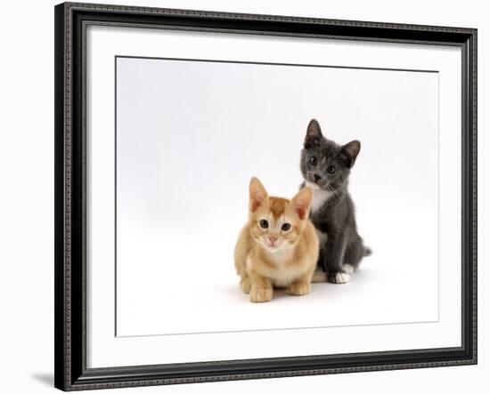 Domestic Cat, 9-Week, Red and Blue Kittens-Jane Burton-Framed Photographic Print