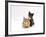 Domestic Cat, 9-Week, Red and Blue Kittens-Jane Burton-Framed Photographic Print