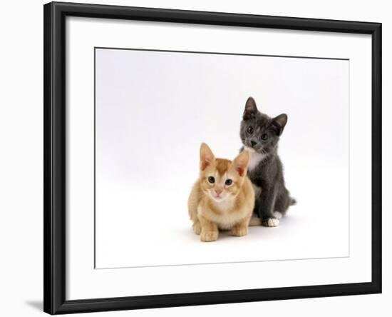 Domestic Cat, 9-Week, Red and Blue Kittens-Jane Burton-Framed Photographic Print