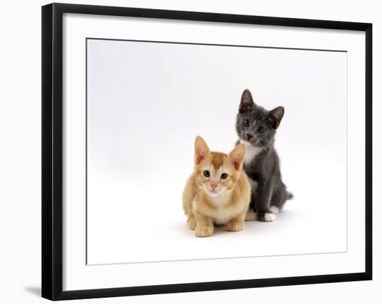 Domestic Cat, 9-Week, Red and Blue Kittens-Jane Burton-Framed Photographic Print