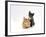 Domestic Cat, 9-Week, Red and Blue Kittens-Jane Burton-Framed Photographic Print