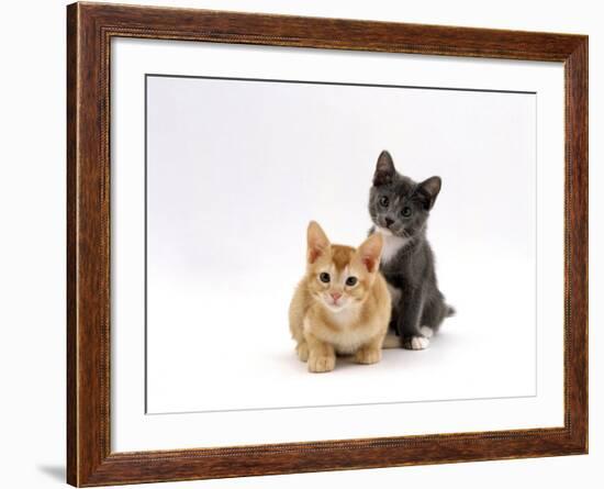 Domestic Cat, 9-Week, Red and Blue Kittens-Jane Burton-Framed Photographic Print