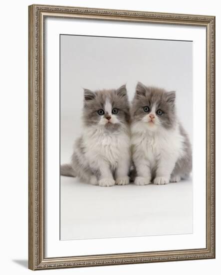 Domestic Cat, 9-Week, Two Persian Cross Lilac Bicolour Kittens-Jane Burton-Framed Photographic Print