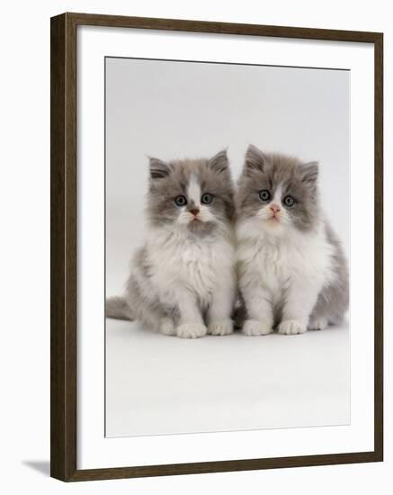 Domestic Cat, 9-Week, Two Persian Cross Lilac Bicolour Kittens-Jane Burton-Framed Photographic Print