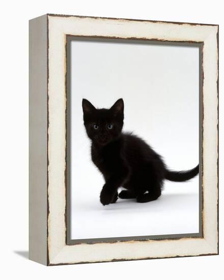 Domestic Cat, 9-Weeks, Black Shorthair Kitten-Jane Burton-Framed Premier Image Canvas