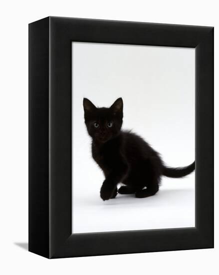 Domestic Cat, 9-Weeks, Black Shorthair Kitten-Jane Burton-Framed Premier Image Canvas