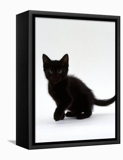 Domestic Cat, 9-Weeks, Black Shorthair Kitten-Jane Burton-Framed Premier Image Canvas