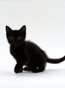 Domestic Cat, 9-Weeks, Black Shorthair Kitten' Photographic Print - Jane  Burton 