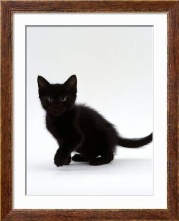 Domestic Cat, 9-Weeks, Black Shorthair Kitten' Photographic Print