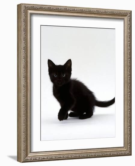 Domestic Cat, 9-Weeks, Black Shorthair Kitten-Jane Burton-Framed Photographic Print