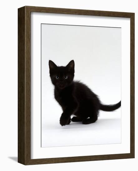 Domestic Cat, 9-Weeks, Black Shorthair Kitten-Jane Burton-Framed Photographic Print