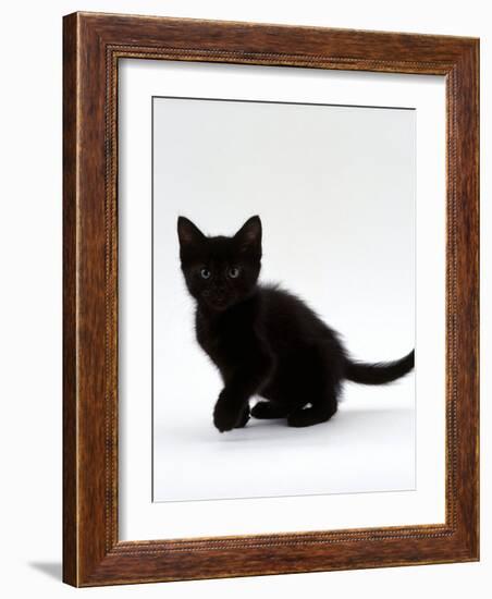 Domestic Cat, 9-Weeks, Black Shorthair Kitten-Jane Burton-Framed Photographic Print