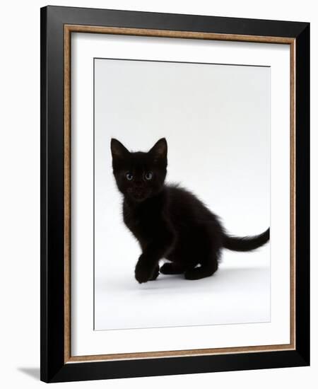 Domestic Cat, 9-Weeks, Black Shorthair Kitten-Jane Burton-Framed Photographic Print