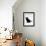 Domestic Cat, 9-Weeks, Black Shorthair Kitten-Jane Burton-Framed Photographic Print displayed on a wall