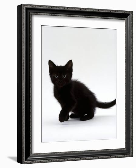 Domestic Cat, 9-Weeks, Black Shorthair Kitten-Jane Burton-Framed Photographic Print