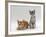Domestic Cat, 9-Weeks Red and Blue-Cream Kittens, Lying and Sitting-Jane Burton-Framed Photographic Print