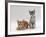 Domestic Cat, 9-Weeks Red and Blue-Cream Kittens, Lying and Sitting-Jane Burton-Framed Photographic Print