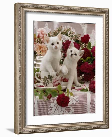 Domestic Cat, Amber-Eyed and Blue-Eyed White Kittens in a Large Teacup with Bowl of Roses-Jane Burton-Framed Photographic Print