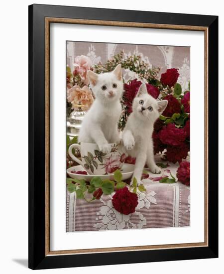 Domestic Cat, Amber-Eyed and Blue-Eyed White Kittens in a Large Teacup with Bowl of Roses-Jane Burton-Framed Photographic Print