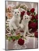 Domestic Cat, Amber-Eyed and Blue-Eyed White Kittens in a Large Teacup with Bowl of Roses-Jane Burton-Mounted Photographic Print