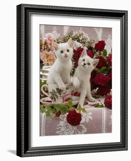 Domestic Cat, Amber-Eyed and Blue-Eyed White Kittens in a Large Teacup with Bowl of Roses-Jane Burton-Framed Photographic Print