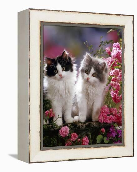 Domestic Cat, Black and Blue Bicolour Persian-Cross Kittens Among Pink Climbing Roses-Jane Burton-Framed Premier Image Canvas
