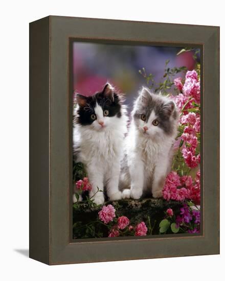 Domestic Cat, Black and Blue Bicolour Persian-Cross Kittens Among Pink Climbing Roses-Jane Burton-Framed Premier Image Canvas