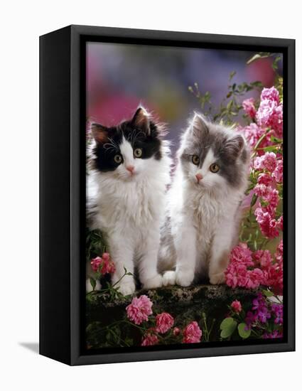 Domestic Cat, Black and Blue Bicolour Persian-Cross Kittens Among Pink Climbing Roses-Jane Burton-Framed Premier Image Canvas