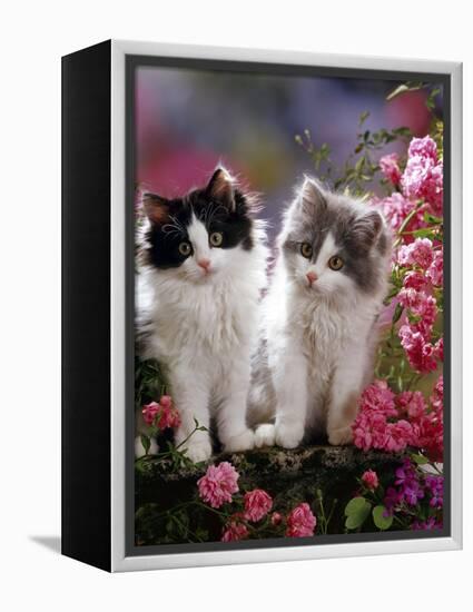 Domestic Cat, Black and Blue Bicolour Persian-Cross Kittens Among Pink Climbing Roses-Jane Burton-Framed Premier Image Canvas