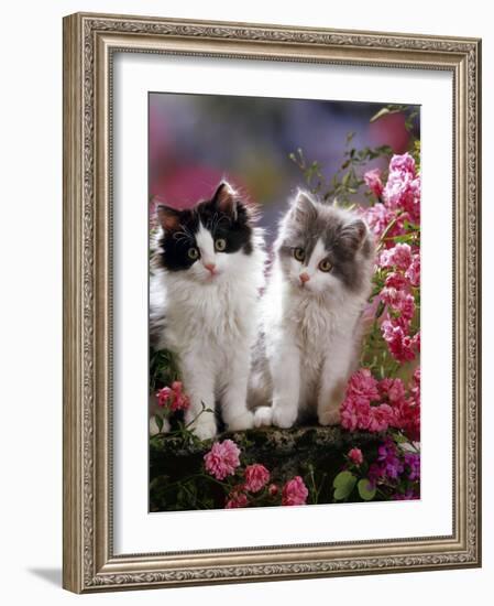 Domestic Cat, Black and Blue Bicolour Persian-Cross Kittens Among Pink Climbing Roses-Jane Burton-Framed Photographic Print