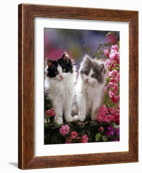 Domestic Cat, Black and Blue Bicolour Persian-Cross Kittens Among Pink Climbing Roses-Jane Burton-Framed Photographic Print