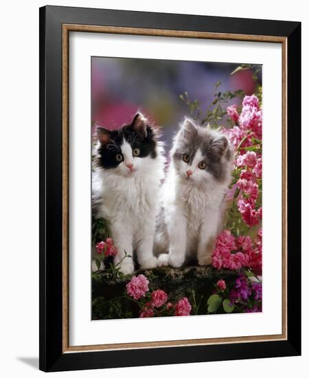 Domestic Cat, Black and Blue Bicolour Persian-Cross Kittens Among Pink Climbing Roses-Jane Burton-Framed Photographic Print