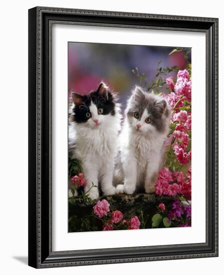 Domestic Cat, Black and Blue Bicolour Persian-Cross Kittens Among Pink Climbing Roses-Jane Burton-Framed Photographic Print