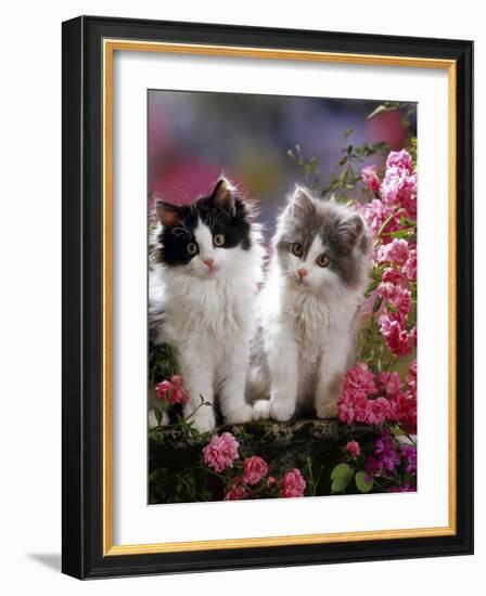 Domestic Cat, Black and Blue Bicolour Persian-Cross Kittens Among Pink Climbing Roses-Jane Burton-Framed Photographic Print