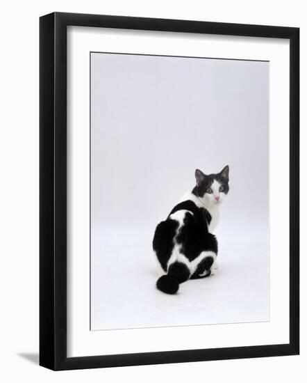 Domestic Cat, Black-And-White Female Rear View Looking Back-Jane Burton-Framed Photographic Print