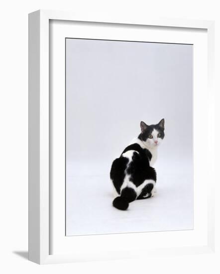 Domestic Cat, Black-And-White Female Rear View Looking Back-Jane Burton-Framed Photographic Print