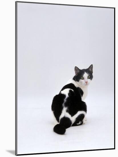 Domestic Cat, Black-And-White Female Rear View Looking Back-Jane Burton-Mounted Photographic Print