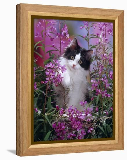 Domestic Cat, Black Bicolour Persian-Cross Kitten Among Rosebay Willowherb-Jane Burton-Framed Premier Image Canvas