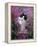 Domestic Cat, Black Bicolour Persian-Cross Kitten Among Rosebay Willowherb-Jane Burton-Framed Premier Image Canvas