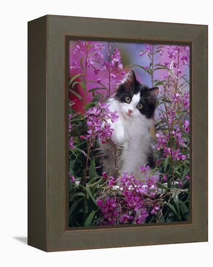 Domestic Cat, Black Bicolour Persian-Cross Kitten Among Rosebay Willowherb-Jane Burton-Framed Premier Image Canvas